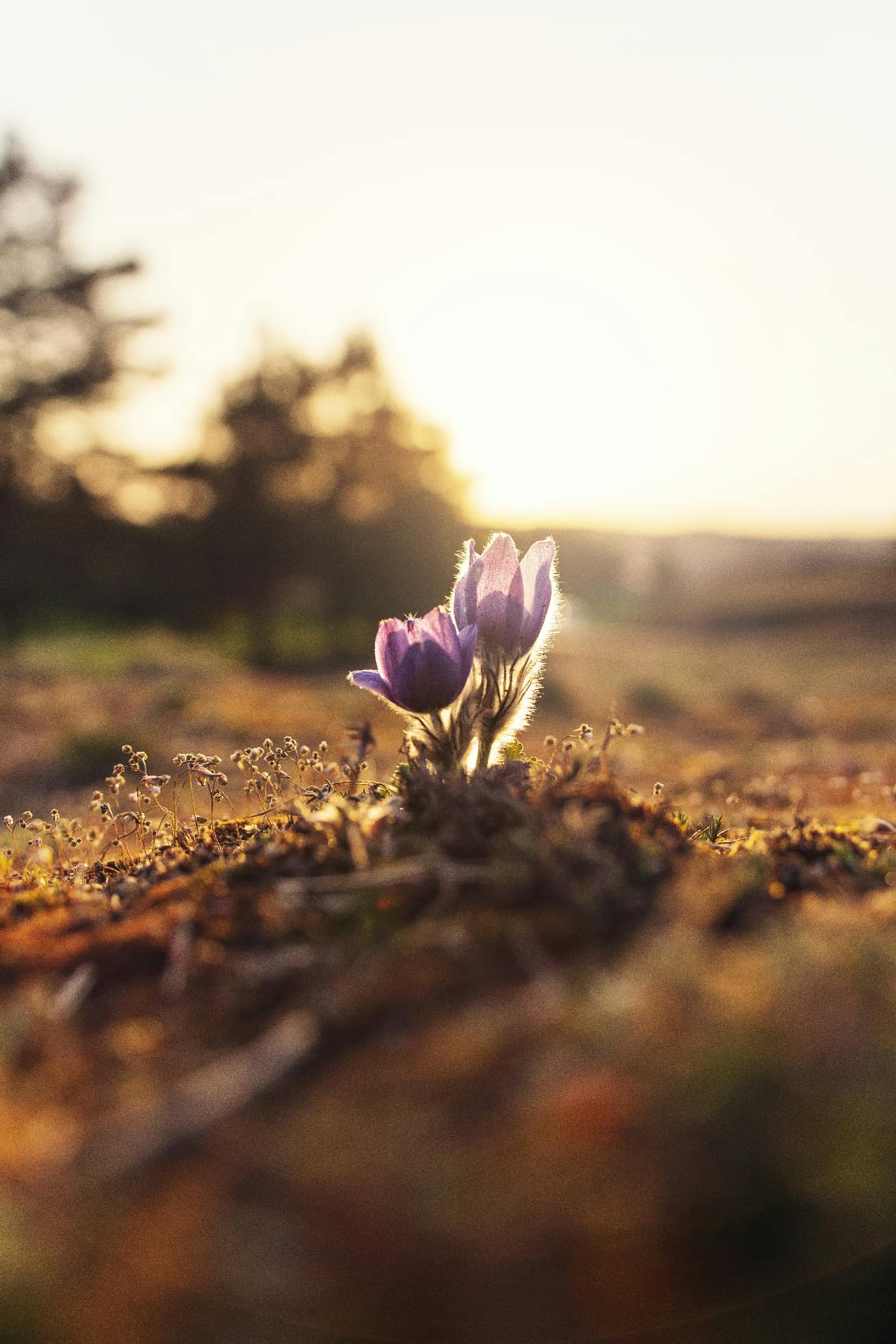 A gentle flower blooming at sunset, symbolizing hope and growth in mental health recovery