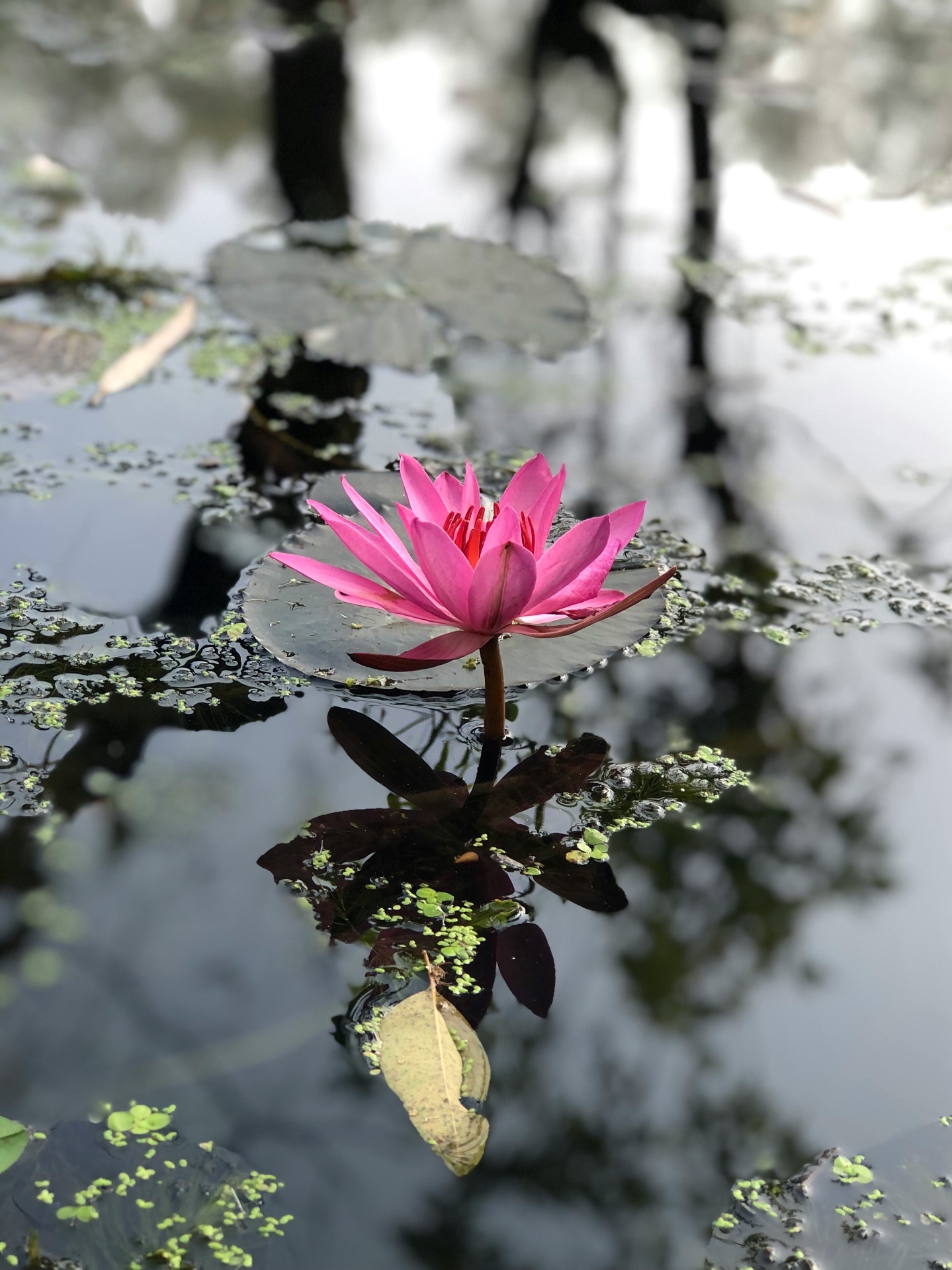 A pink lotus flower blooming from water, symbolising resilience and growth